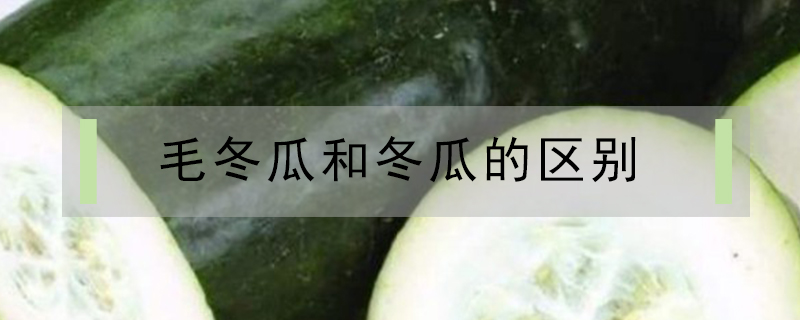 毛冬瓜和冬瓜的區別