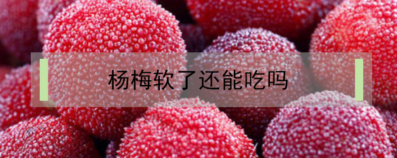 楊梅軟了還能吃嗎
