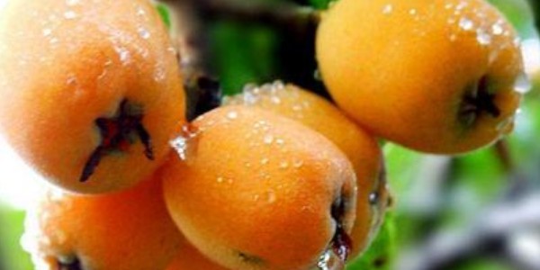 新鮮枇杷可以放在冰箱保存嗎