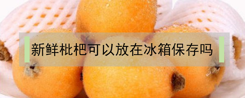 新鮮枇杷可以放在冰箱保存嗎