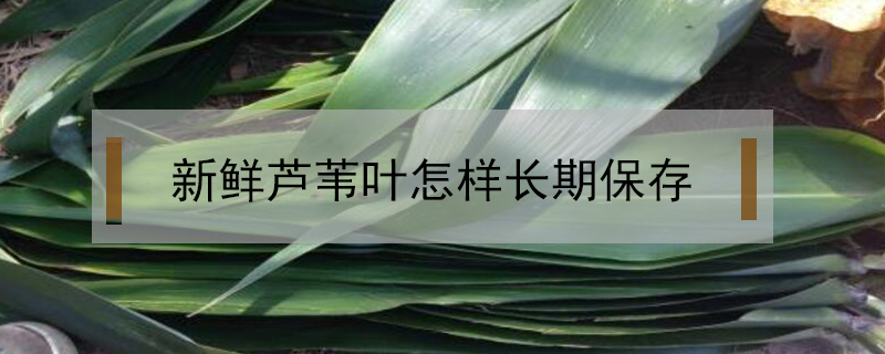 新鮮蘆葦葉怎樣長期保存