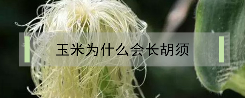玉米為什么會長胡須