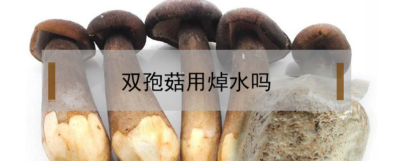 雙孢菇用焯水嗎