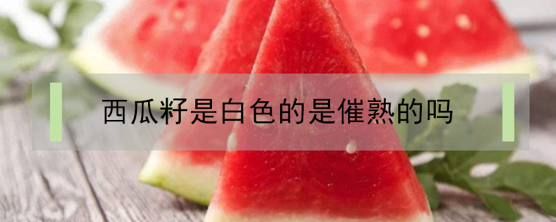 西瓜籽是白色的是催熟的嗎