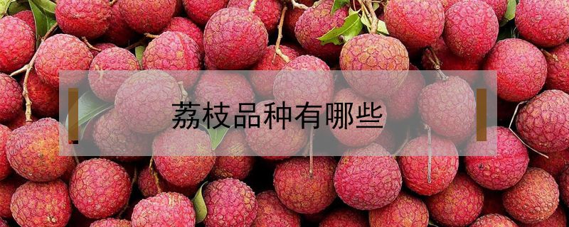 荔枝品種有哪些