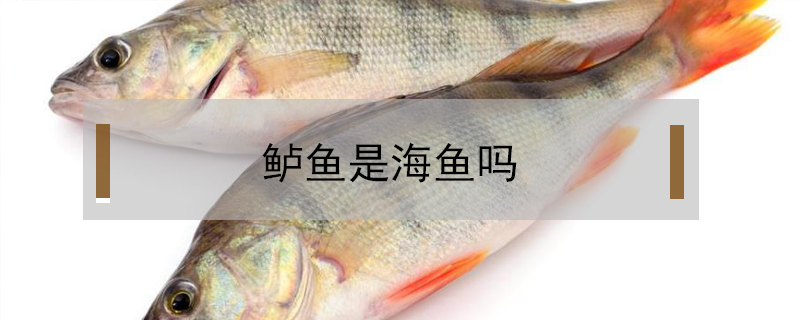 鱸魚是海魚嗎