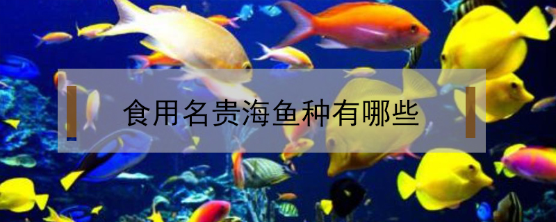 食用名貴海魚種有哪些