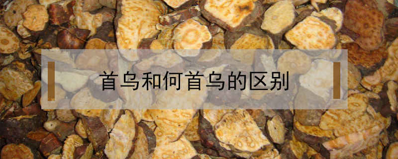 首烏和何首烏的區別