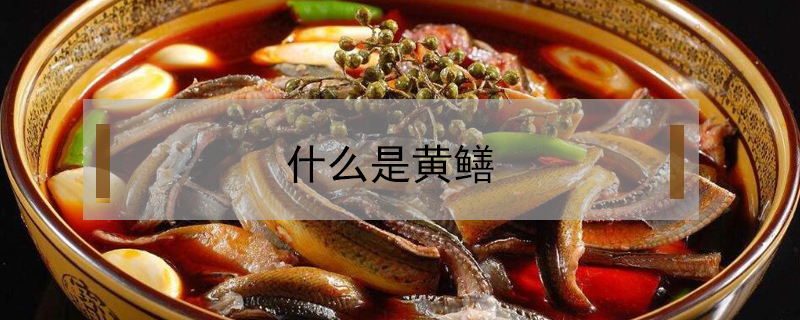 什么是黃鱔