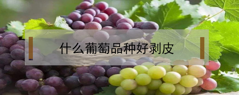 什么葡萄品種好剝皮
