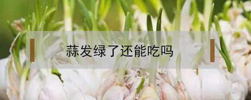 蒜發綠了還能吃嗎