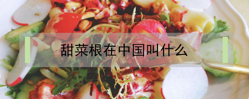 甜菜根在中國叫什么