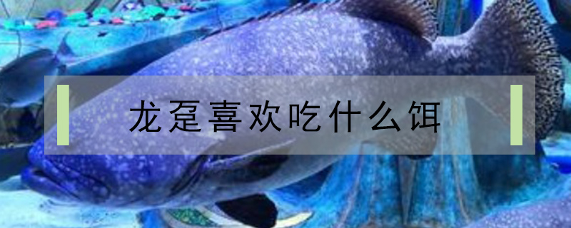 龍躉喜歡吃什么餌