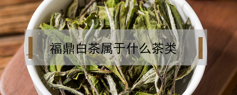 福鼎白茶屬于什么茶類