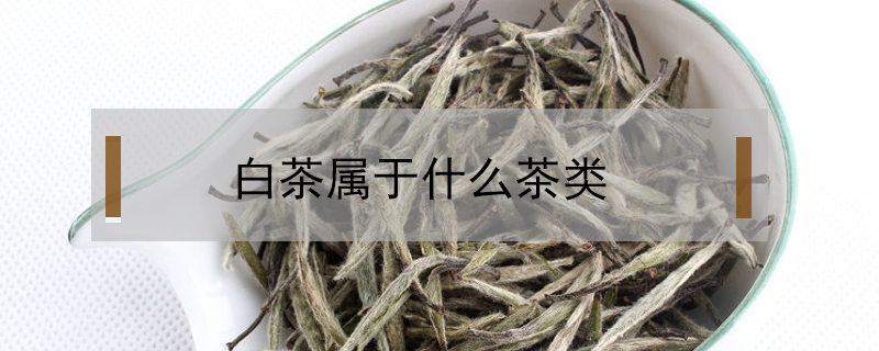 白茶屬于什么茶類