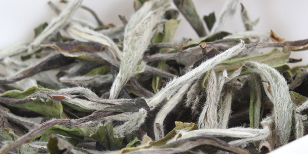 白茶屬于什么茶類