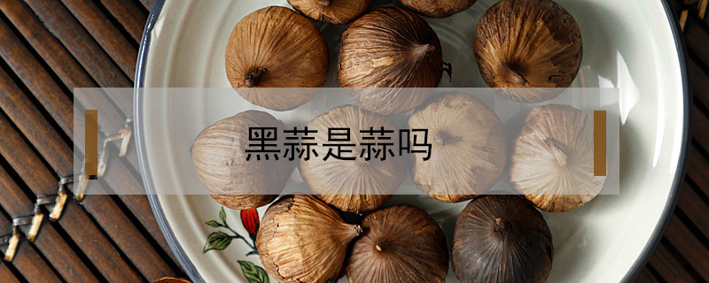 黑蒜是蒜嗎
