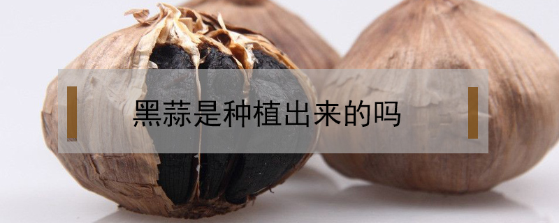 黑蒜是種植出來的嗎