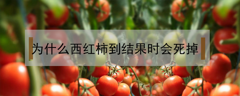 為什么西紅柿到結果時會死掉