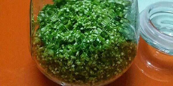 韮菜花怎樣腌制不變色