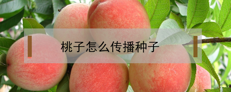 桃子怎么傳播種子