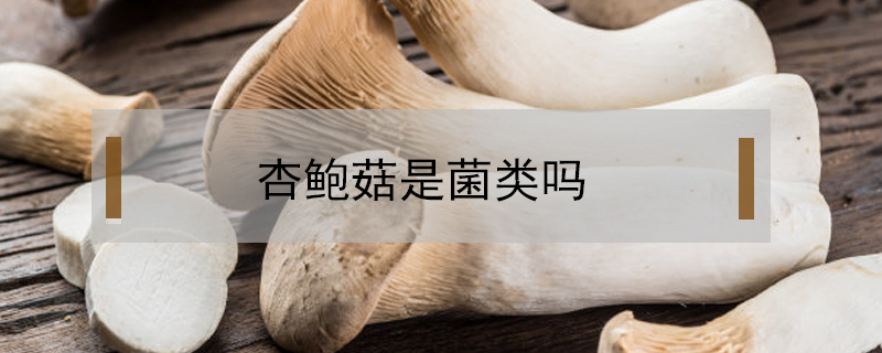 杏鮑菇是菌類嗎