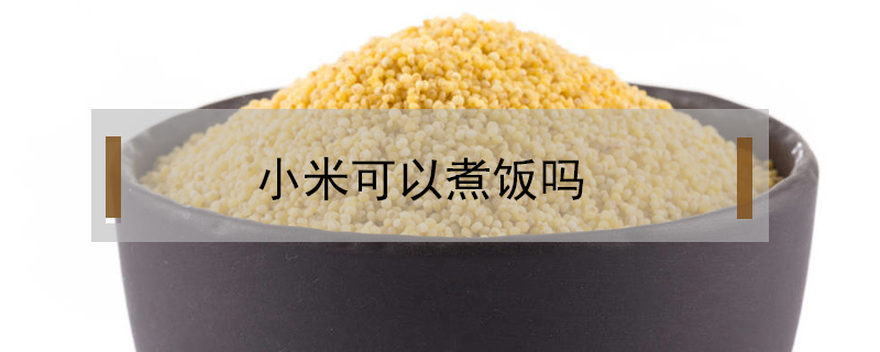 小米可以煮飯嗎