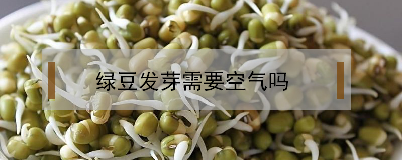 綠豆發(fā)芽需要空氣嗎