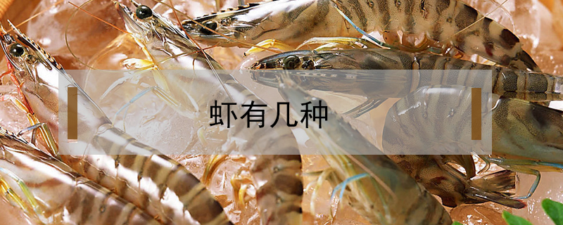 蝦有幾種