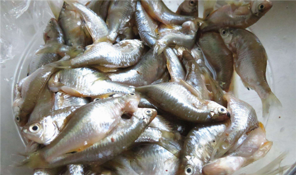 油炸小魚用什么魚