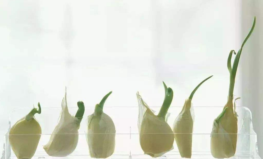 蒜發綠了還能吃嗎