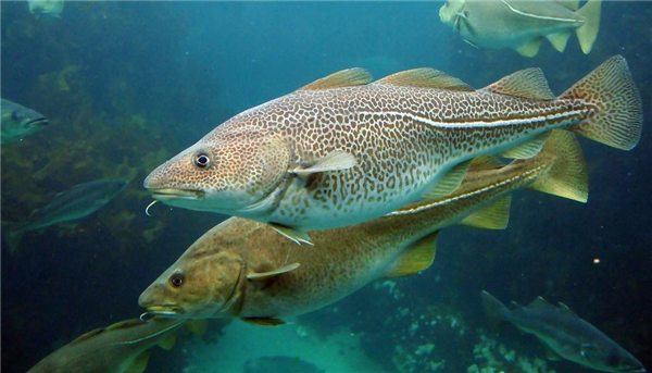 鱈魚是海鮮嗎
