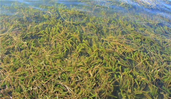 海草是海帶嗎