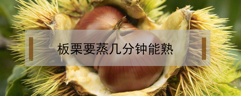 板栗要蒸幾分鐘能熟