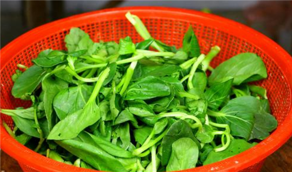 小白菜用焯水嗎