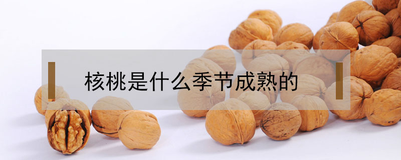 核桃是什么季節成熟的