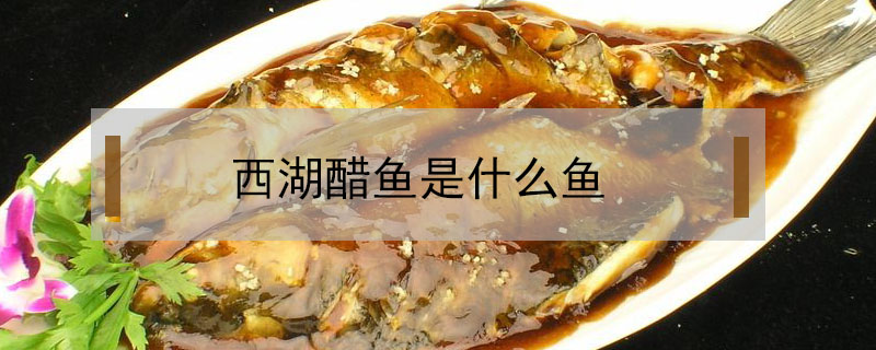 西湖醋魚(yú)是什么魚(yú)