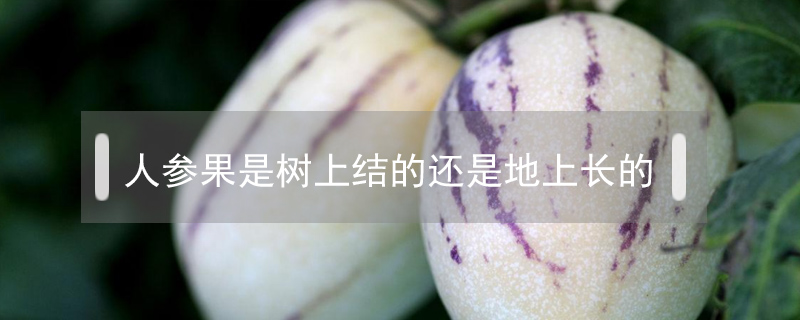人參果是樹上結的還是地上長的