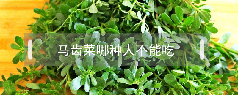 馬齒菜哪種人不能吃