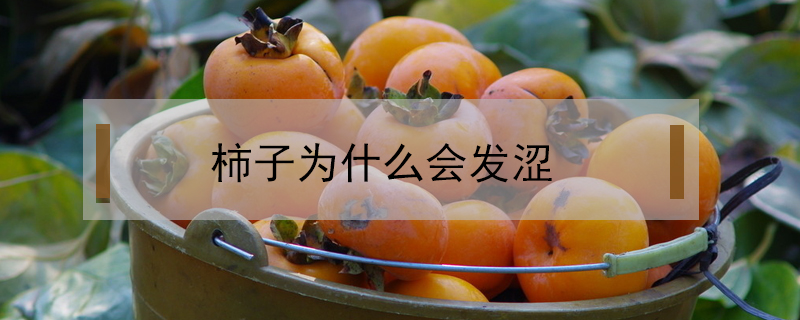 柿子為什么會發澀