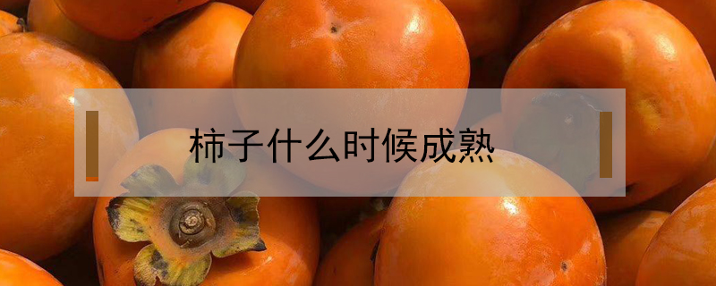 柿子什么時候成熟