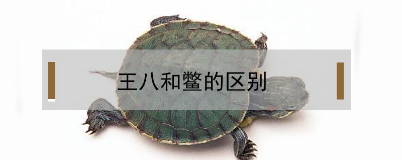 王八和鱉的區(qū)別