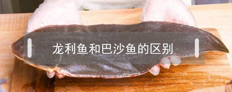 龍利魚和巴沙魚的區(qū)別