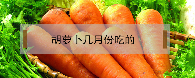 胡蘿卜幾月份吃的