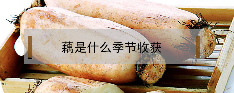 藕是什么季節收獲