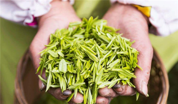 安吉白茶怎么看品質(zhì)
