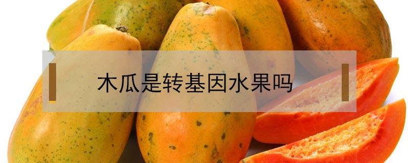 木瓜是轉基因水果嗎
