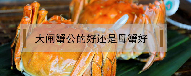 大閘蟹公的好還是母蟹好