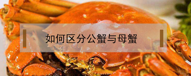 如何區分公蟹與母蟹
