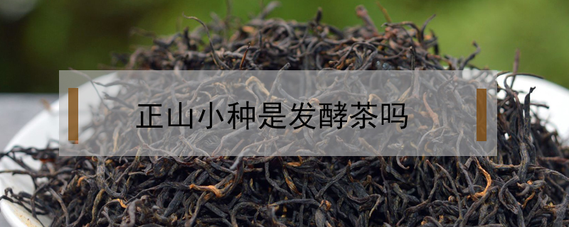 正山小種是發酵茶嗎